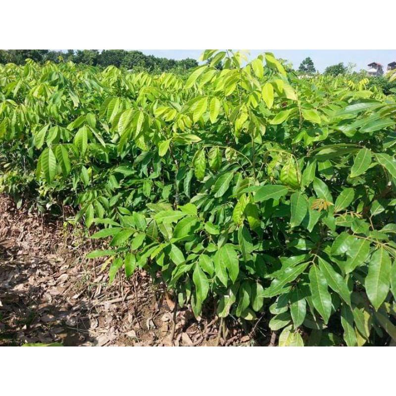 Cây giống nhãn tiêu siêu sai
