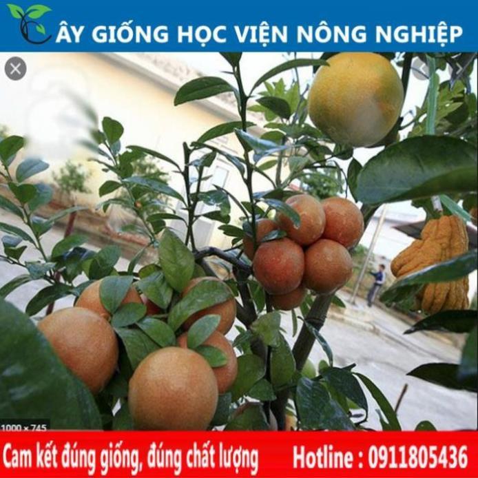 Sản phẩm Cây Ăn Trái cây giống chanh đào siêu trái