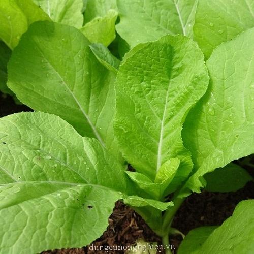 Hạt giống rau cải mơ  - 1gosi 10gram