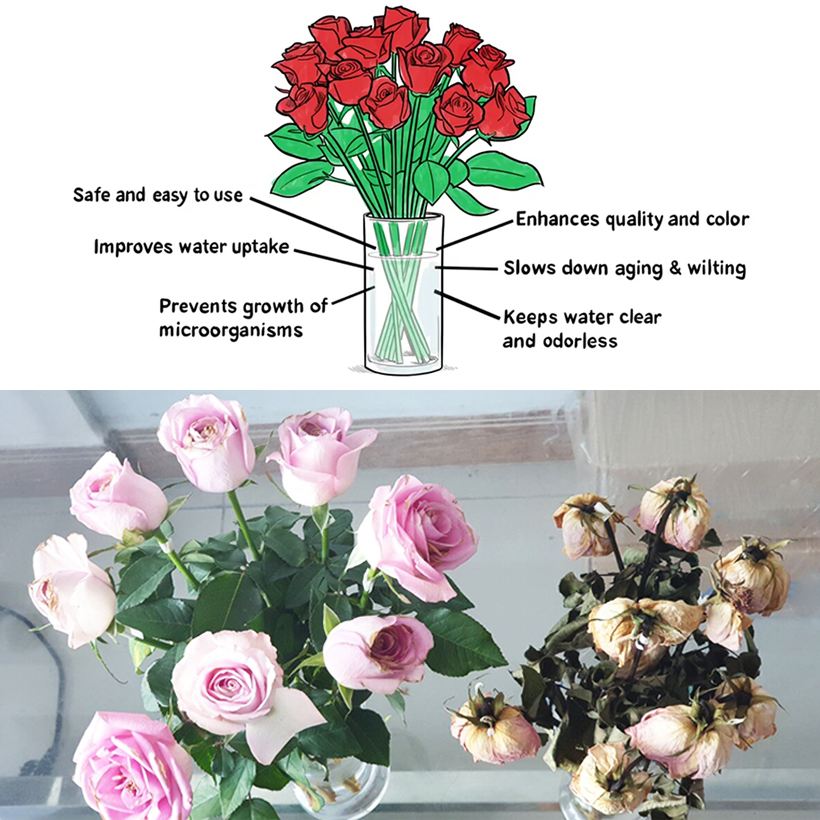 NƯỚC CẮM HOA HỒNG LÂU TÀN nhập khẩu ISAREL dành cho Nhà Vườn Trồng Hoa Grower bảo quản hoa