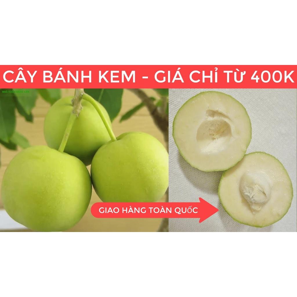 Cây giống BÁNH KEM ( Whtie Sapote), quả ăn  hương vị như bánh kem