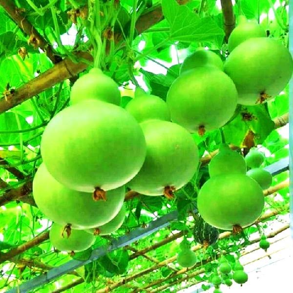 Hạt giống bầu hồ lô PN-100