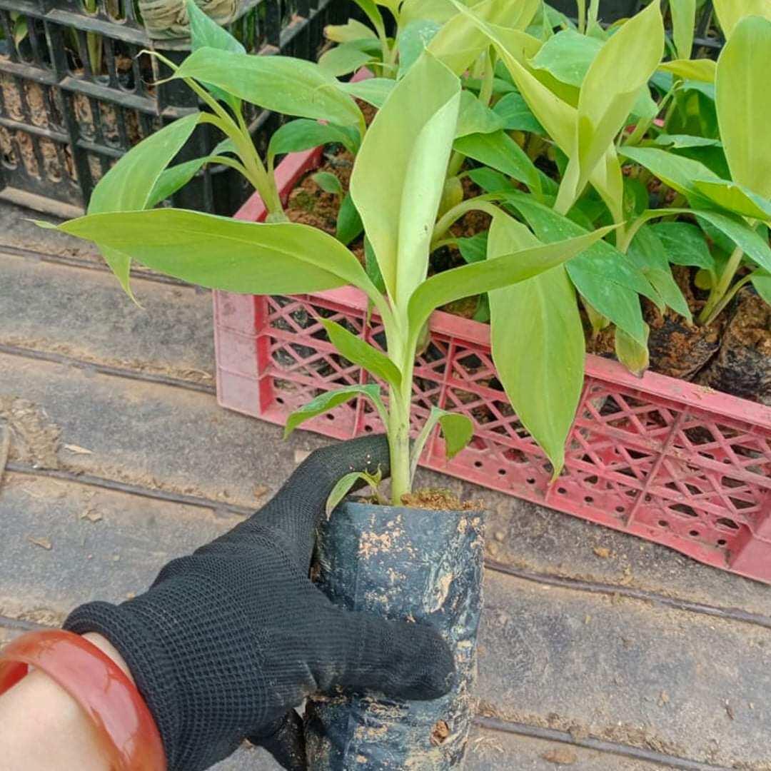 CÂY GIỐNG CHUỐI SÁP NGHỆ MITAS