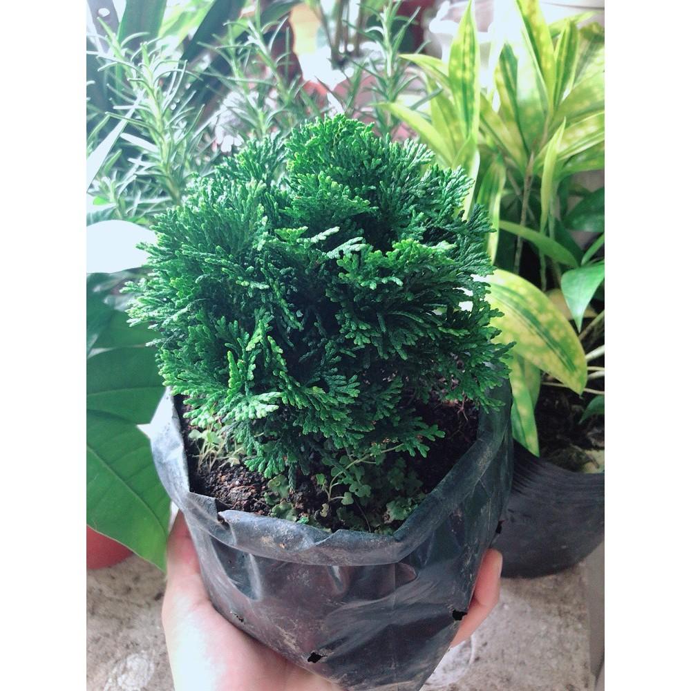 Cây Tùng Trắc Hay Trắc Tùng