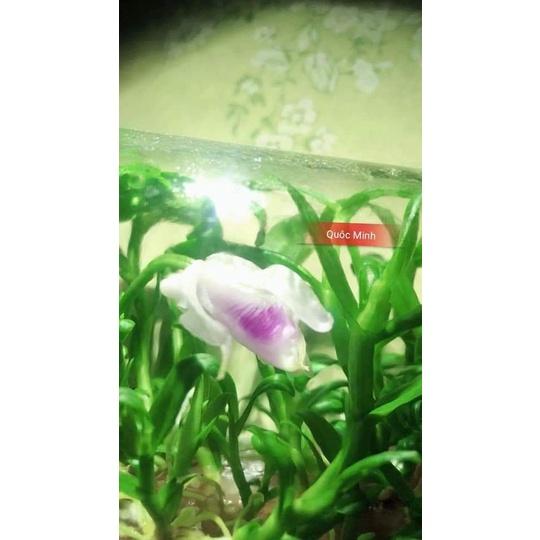 Hoa phong lan - 5ct mắt nai cây khỏe đẹp