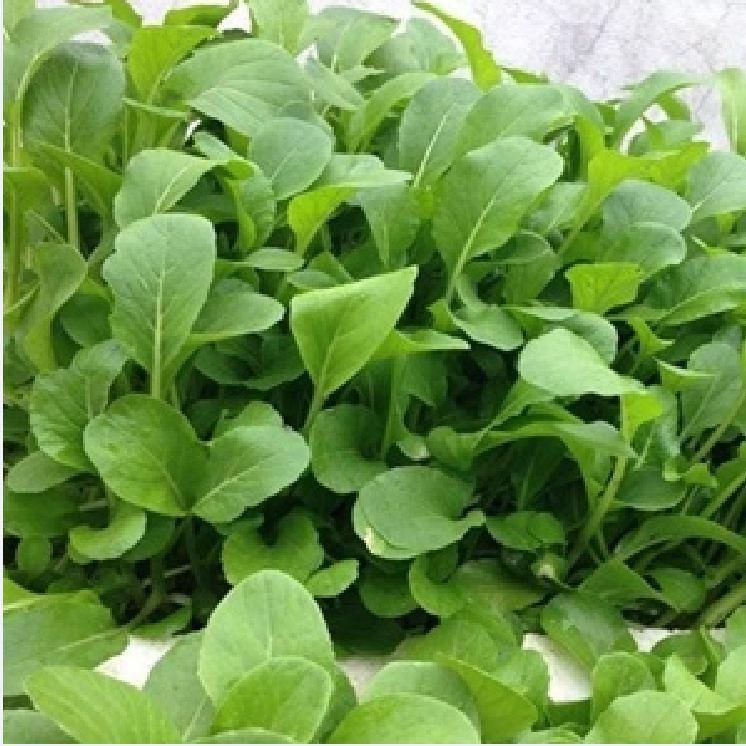 Hạt giống rau cải ăn non baby - Gói 1kg