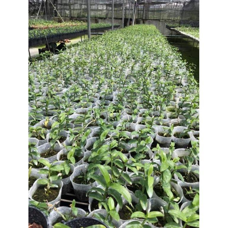 Hoa phong lan tím cánh bầu