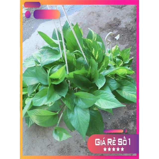 Chậu Trầu Bà Thái Size Đại