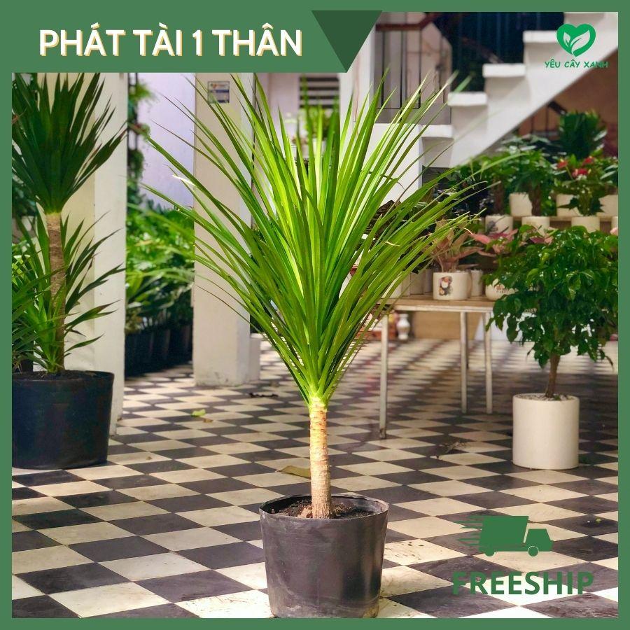 Cây Phát Tài Núi, cây trang trí văn phòng loại cây phong thủy ưa thích