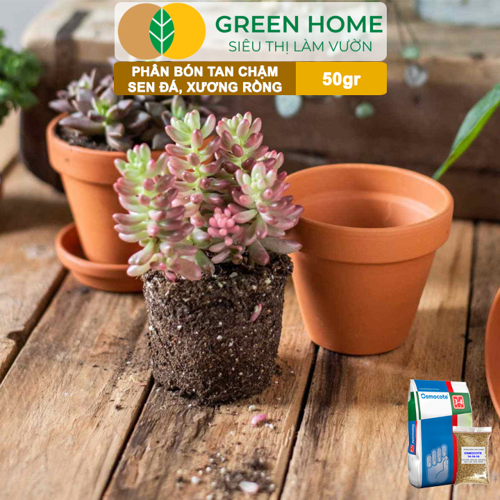 Phân Tan Chậm Greenhome, Osmocote, Bao 50gr, Chuyên Sen Đá, Xương Rồng, Bonsai, GIúp Sen Cứng