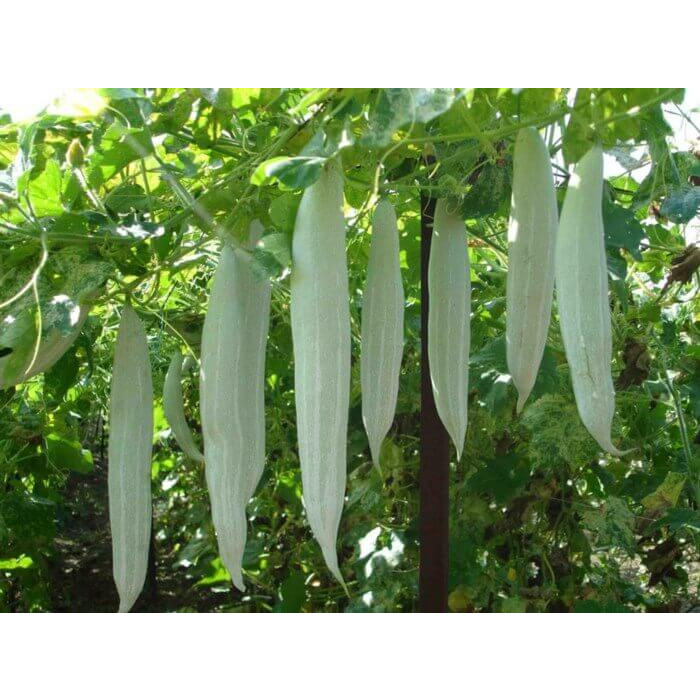 Hạt Giống Mướp Nhật quà dài - 5 hạt
