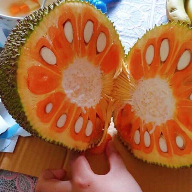 Cây giống mít ruột đỏ