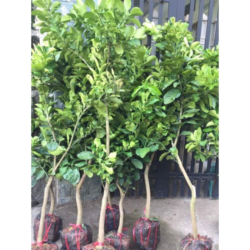 Bưởi đỏ và bưởi da xanh