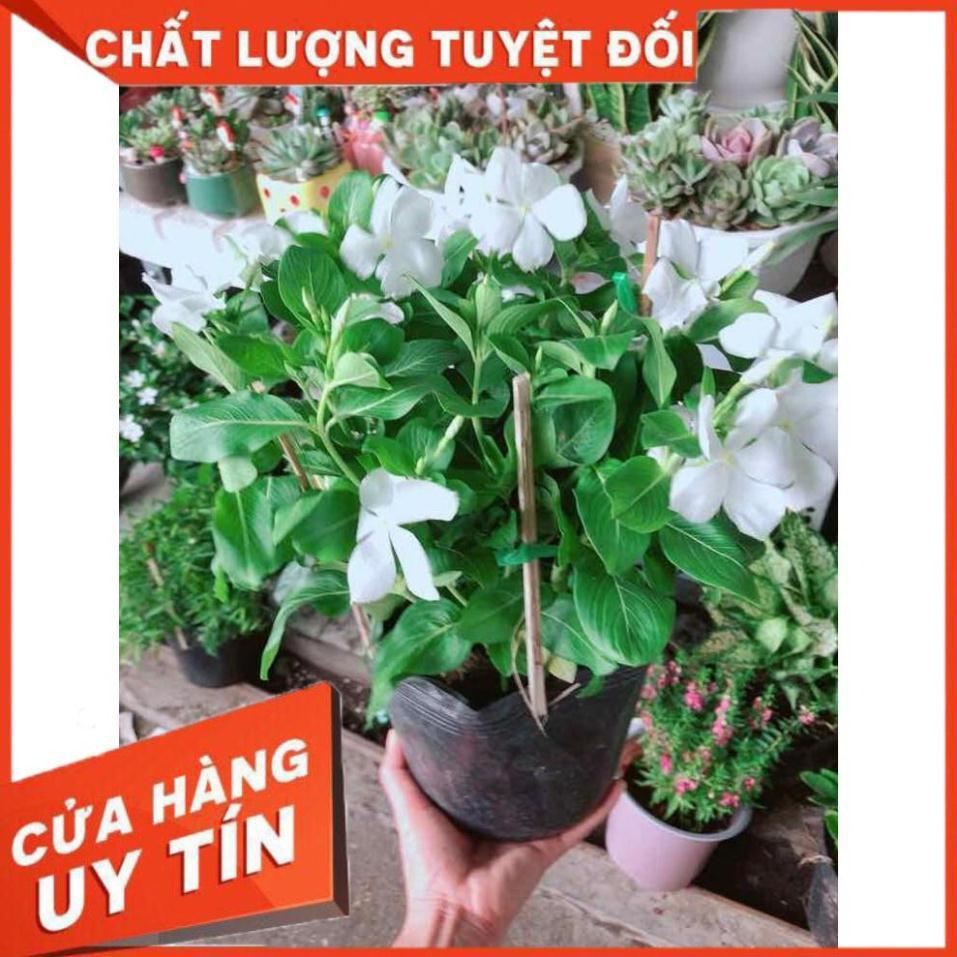 Hoa dừa cạn trắng Nhiều Người Mua