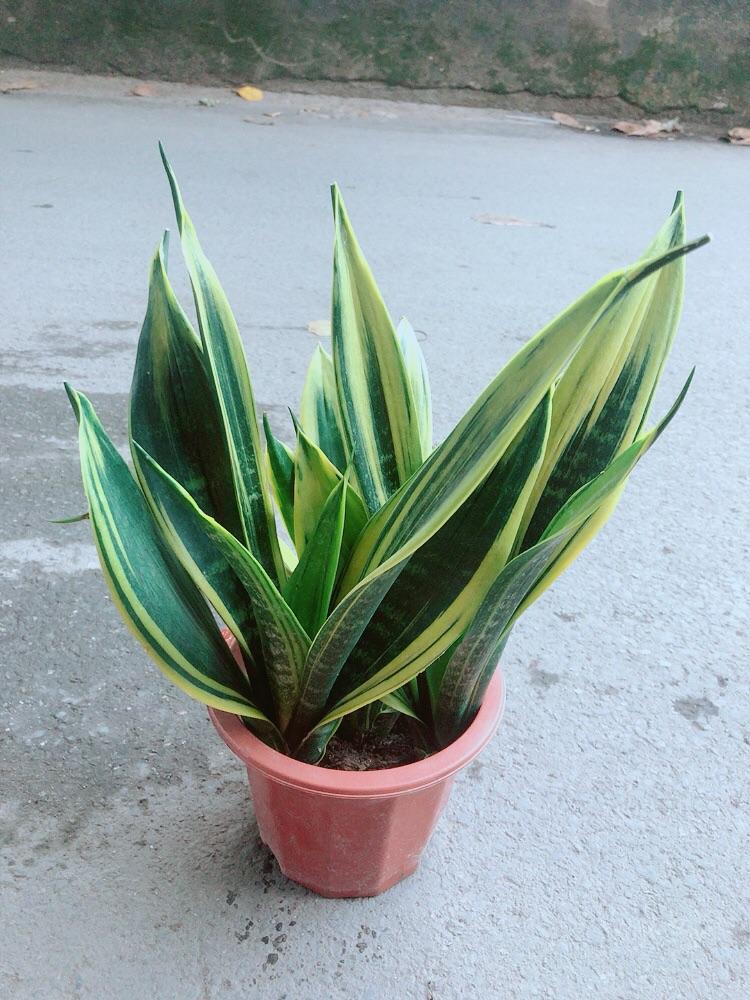 Lưỡi Hổ Hoàng Kim