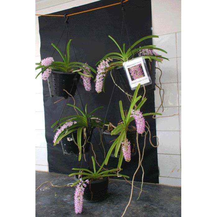 Hoa lan giáng hương đuôi chồn+ 700g phân thỏ hữu cơ