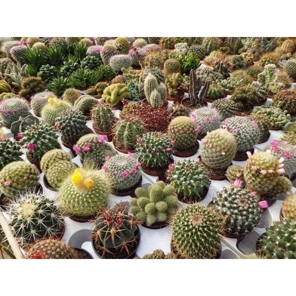 Hạt giống cây hoa xương rồng nhiều màu CT507 - Gói 20 hạt
