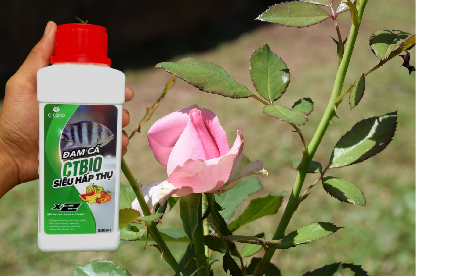 Đạm Cá Hữu Cơ CTBIO (Can 25 Lít) Nguyên Chất - Mùi Thơm - Dinh Dưỡng Tự Nhiên cho rau hữu cơ, cây cảnh, hoa quả sạch tại nhà.