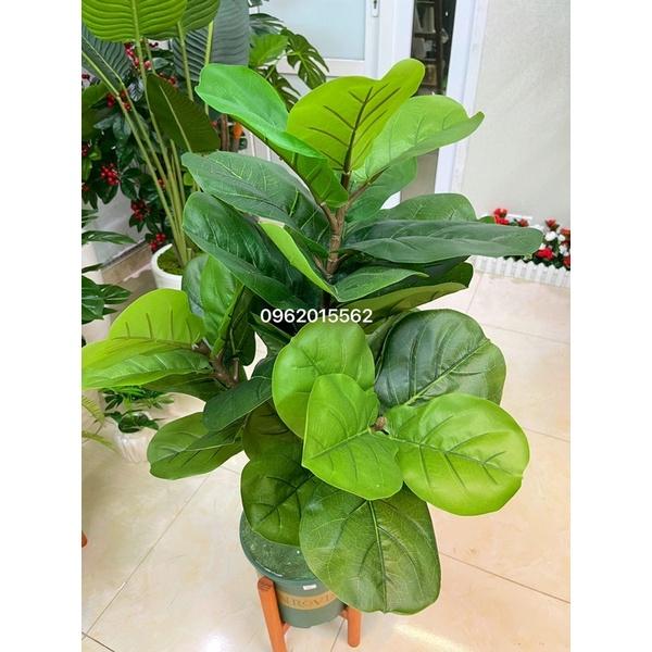 Cây bàng singapo giả kèm kệ gỗ 3 nhánh lá to