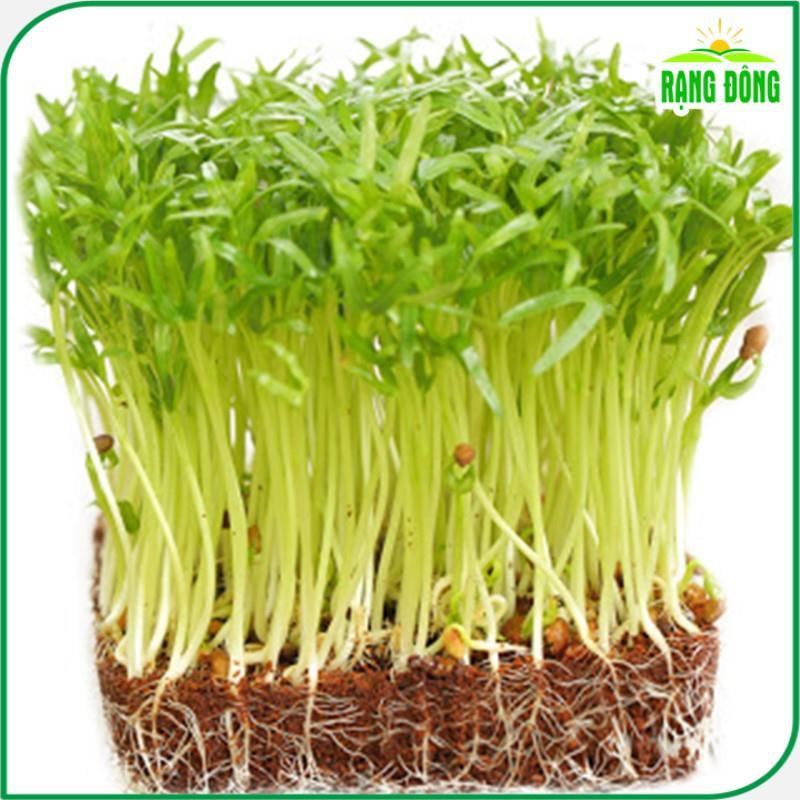 Hạt Giống Rau Mầm Rau Muống Dễ Trồng, Nhanh Thu Hoạch, Nhiều Chất Dinh Dưỡng (gói 100 gr) - Hạt giống Rạng Đông