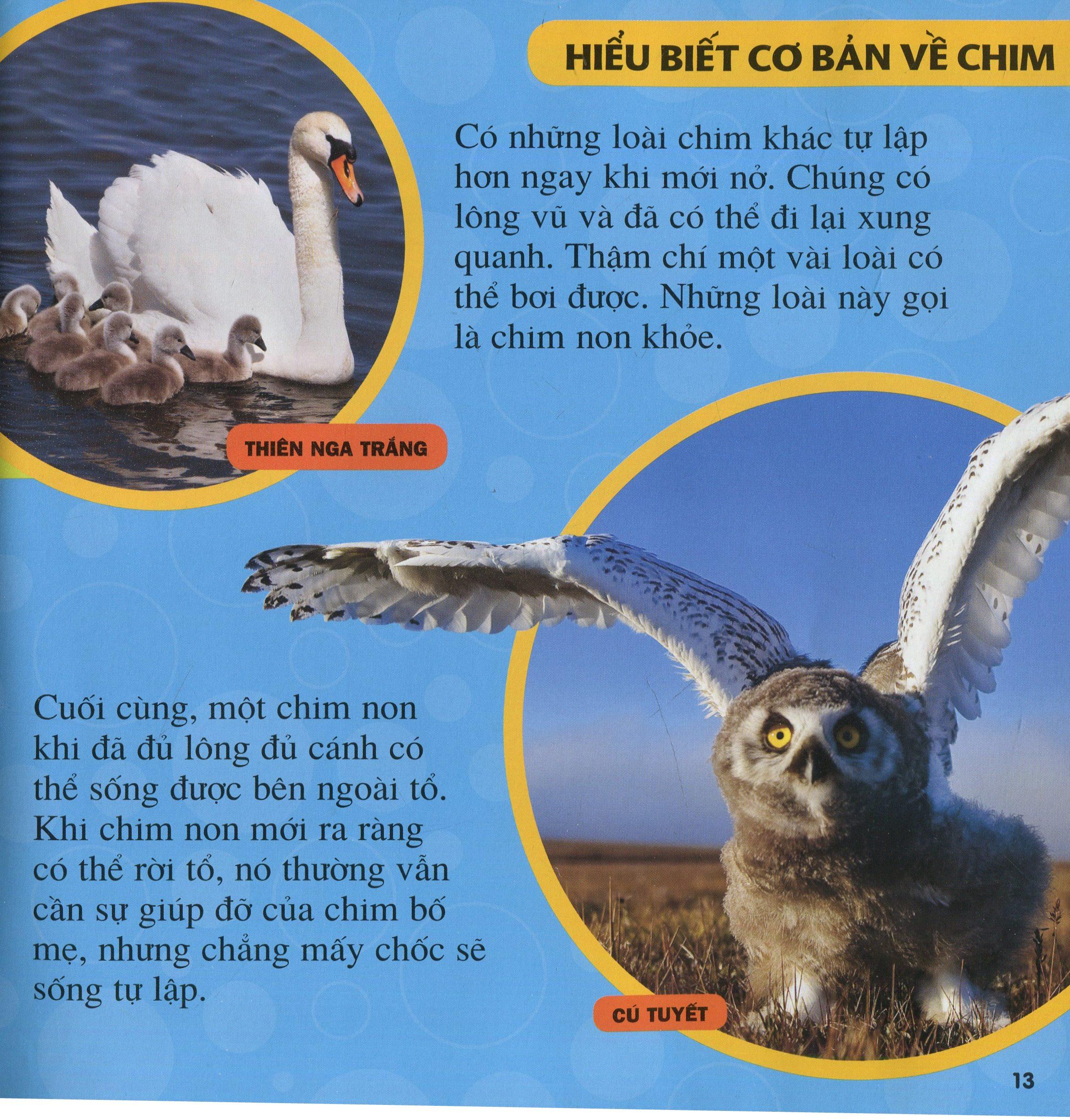 Cuốn Sách Lớn Đầu Tiên Của Tớ: Chim (Tái Bản 2021)