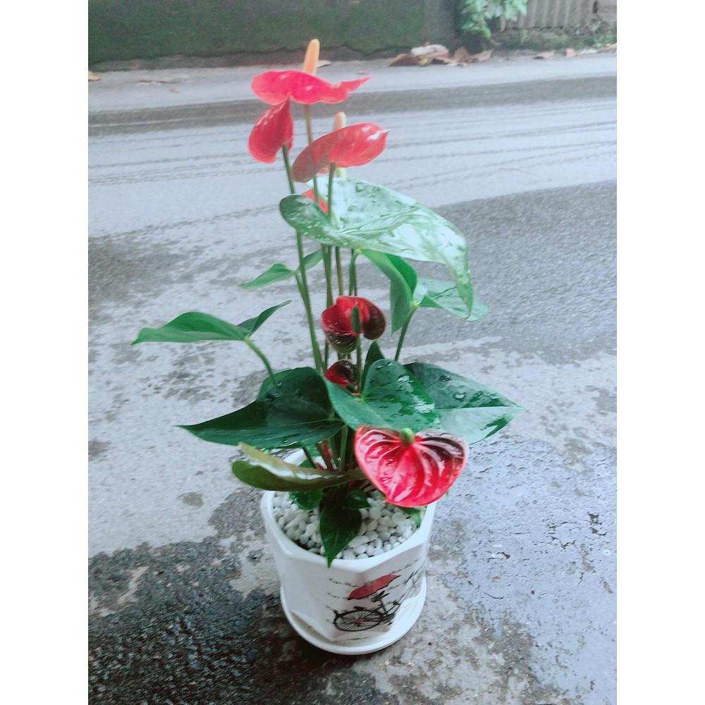 Chậu Cây Hồng Môn