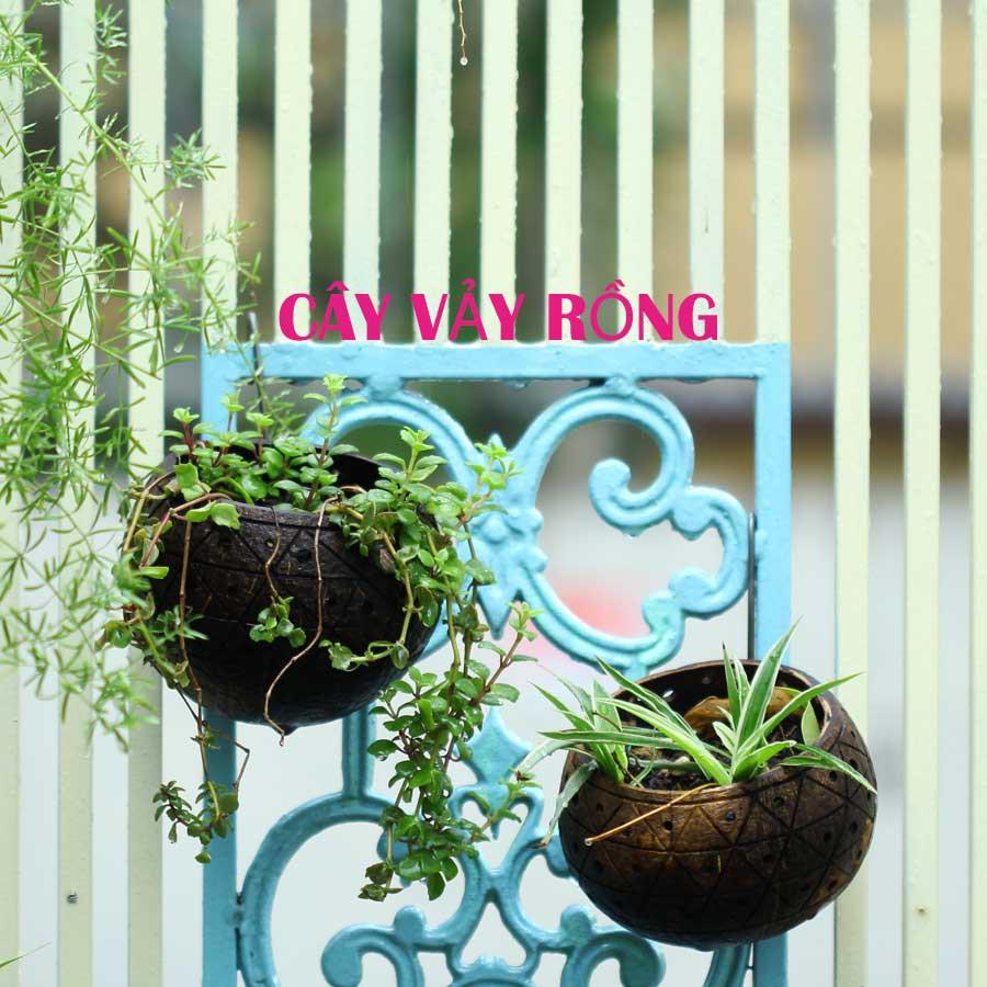 Gáo dừa thô TRỒNG LAN I CÂY CẢNH
