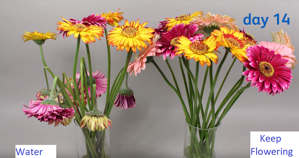 Nước Dưỡng Hoa Tươi Lâu Tàn Keep Flowering - Dưỡng Hoa Tươi Lâu Hơn Trên 14 Ngày, Không Thối Nước
