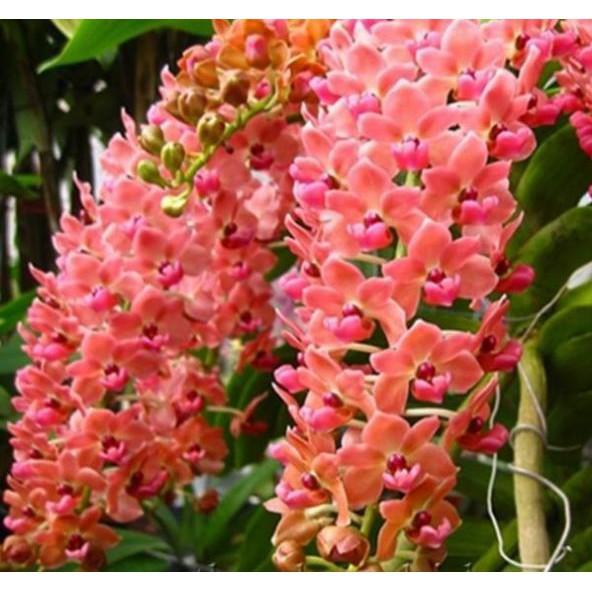 Hoa phong lan đai châu rừng cây nhỡ