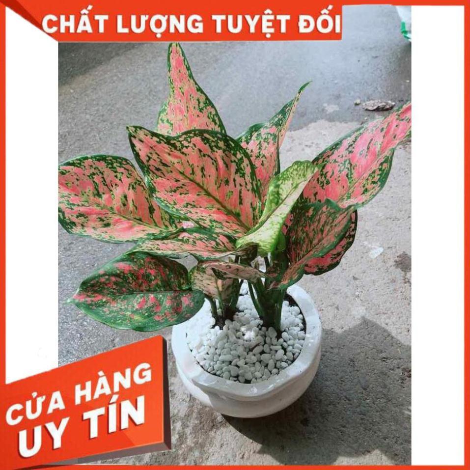 Chậu Vạn Lộc Nhiều Người Mua