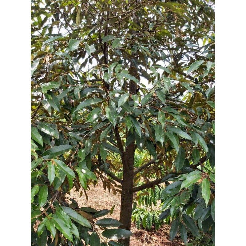 Cây giống sầu riêng thái