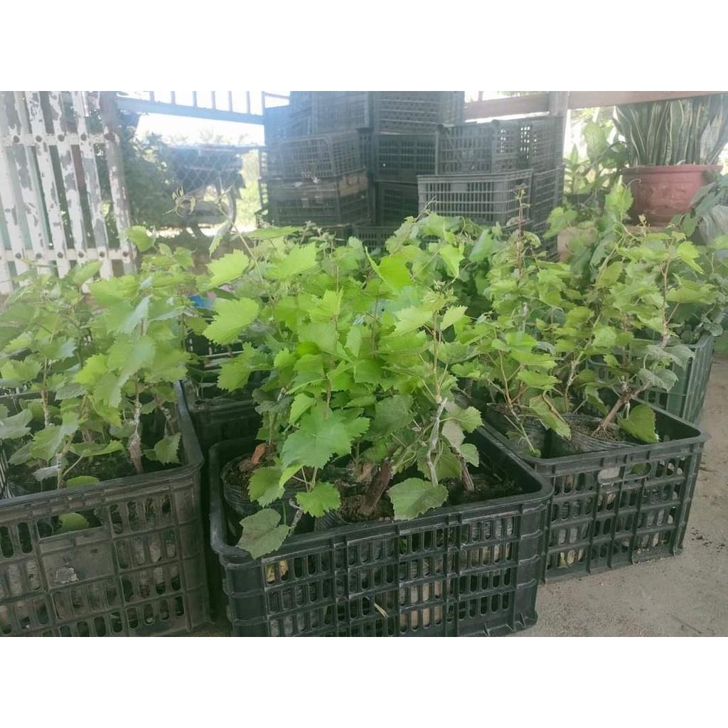 Cây Giống Nho Tím Pháp