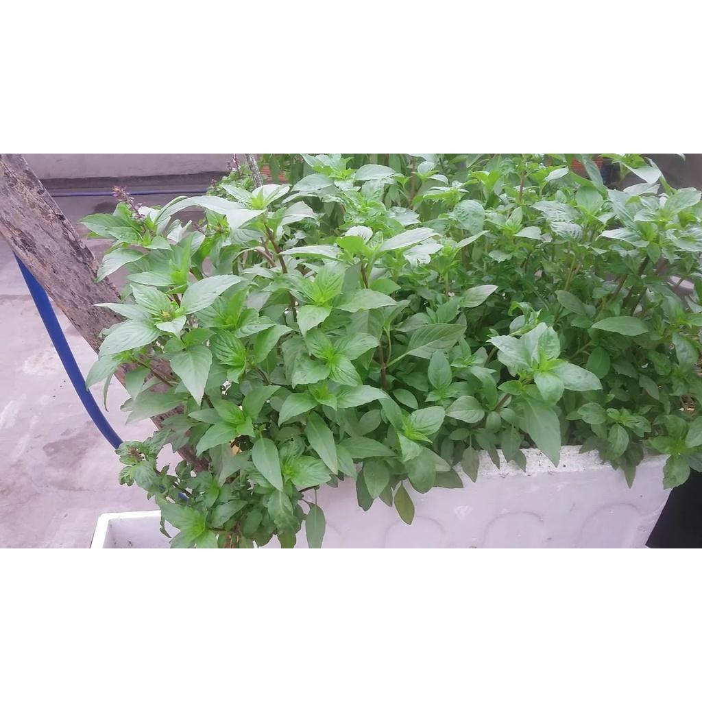 Hạt Giống Rau Húng Quế 10gr Dễ Trồng Sinh Trưởng Mạnh