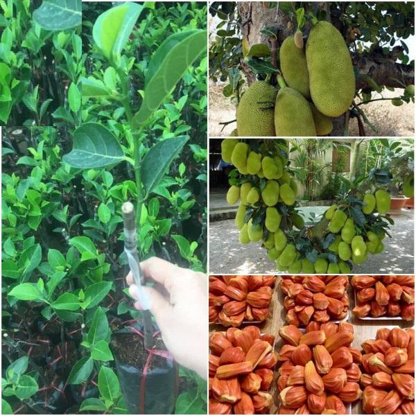 Cây MÍT RUỘT ĐỎ