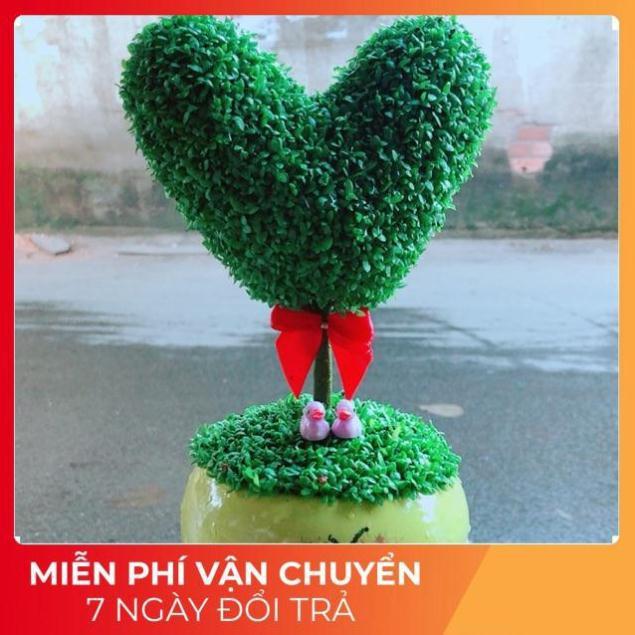 Chậu Cây May Mắn Trái Tim