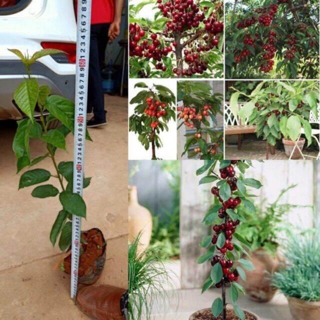 Cây cherry anh đào cao 1m có quả sau 6 tháng
