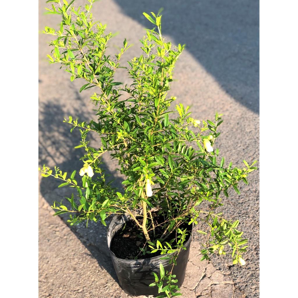 Cây lựu Thái ăn trái hoa màu trắng cao 90 - 100 cm