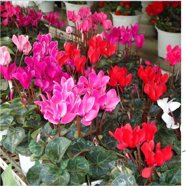 Hạt Giống Hoa Anh Thảo Mix Nhiều Màu - 5 hạt/gói