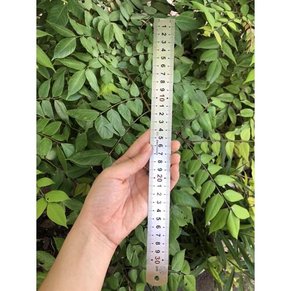 Thước lá thước thẳng 30cm