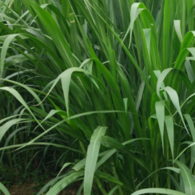 Hạt Cỏ Ngọt Lai Siêu Năng Xuất - gói 500g