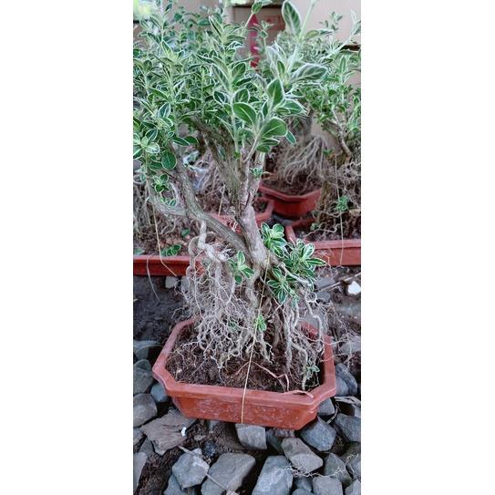 Bạch Tuyết Mai Bonsai