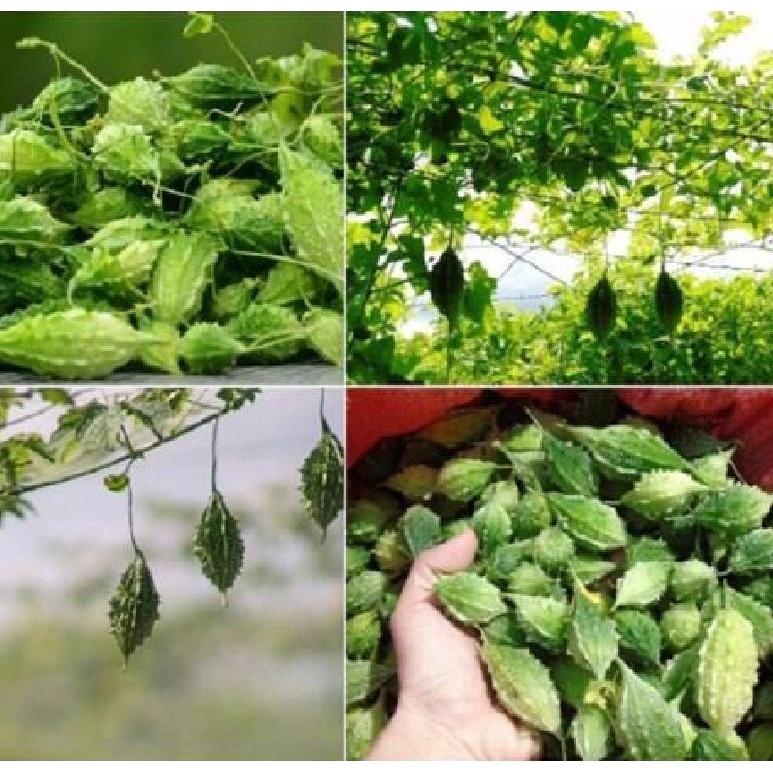 Hạt giống trái khổ qua rừng F1-Gói 5 hạt/tặng kèm gói phân bón lót