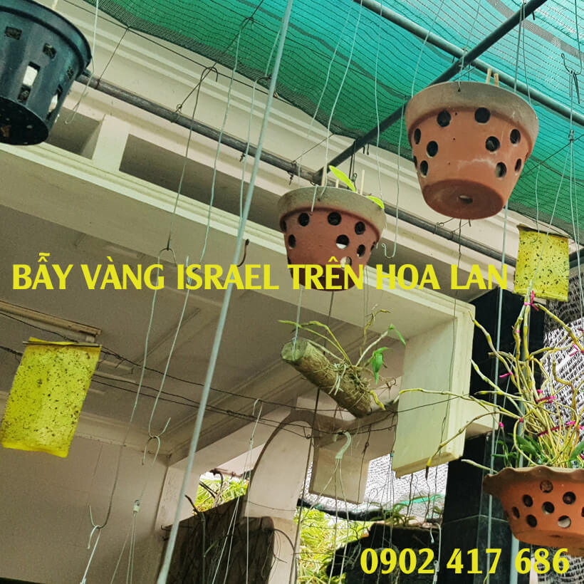 Miếng dính vàng Israel để Bẫy Côn Trùng gây hại vườn rau sạch như bẫy ruồi, bọ phần, ốc sên, bướm ...