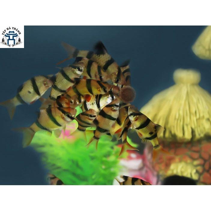 Thức Ăn Dán Kính Cao Cấp YEE Túi 70Gr Mix 2 Loại - Thức Ăn Giàu Dinh Dưỡng Cho Cá Cảnh