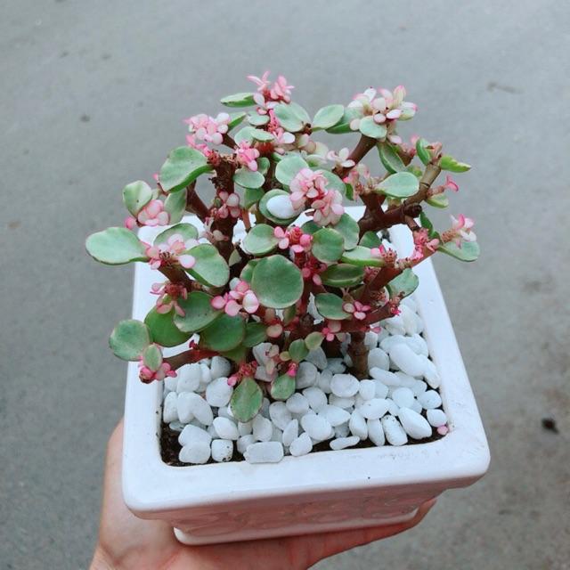 Chậu Đô La Hồng