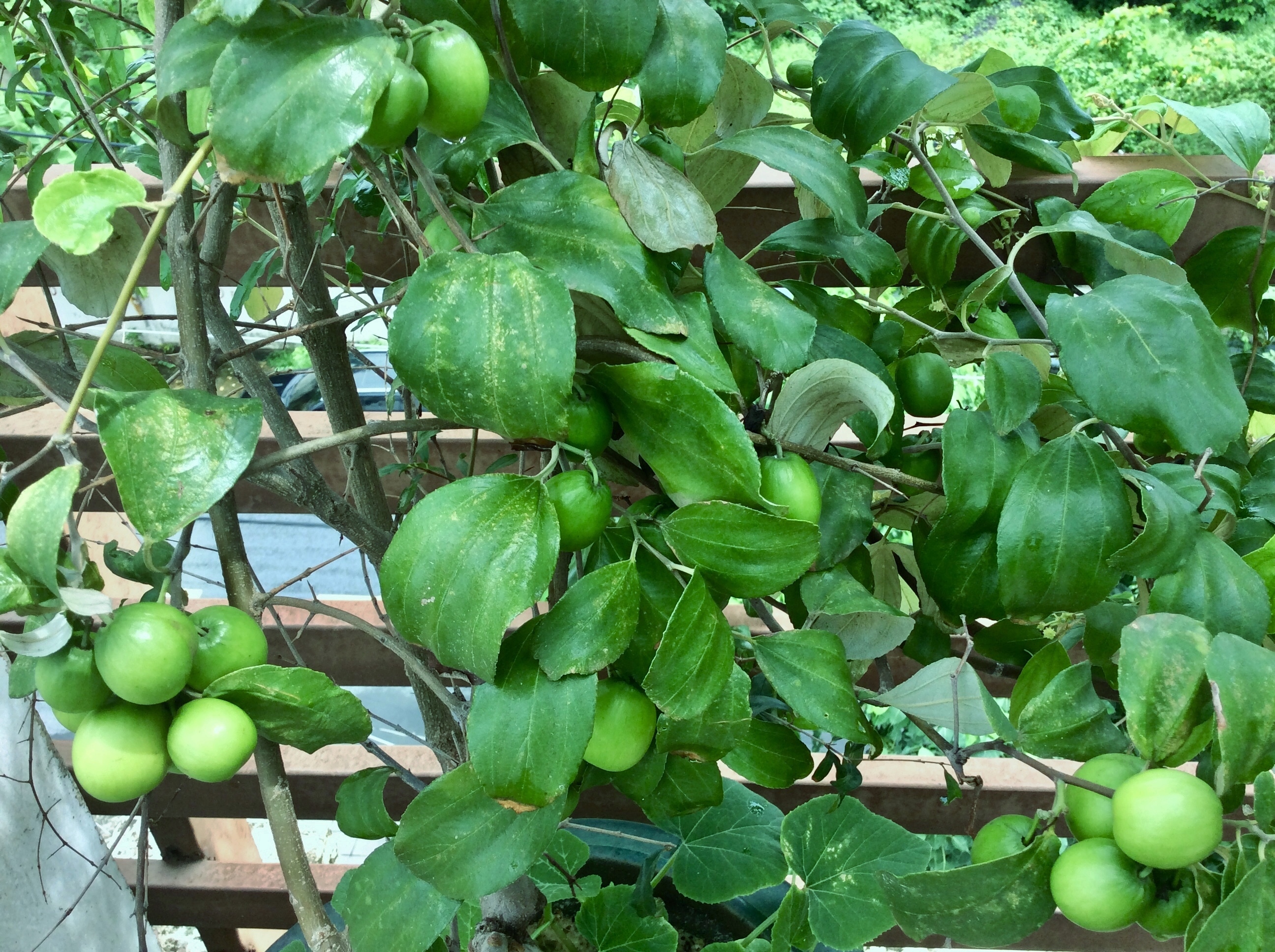 1L Phân Hữu Cơ Đạm Cá Tôm giàu Kali pha ra 400L Bón Cây Ăn Trái, Rau & Hoa Cảnh