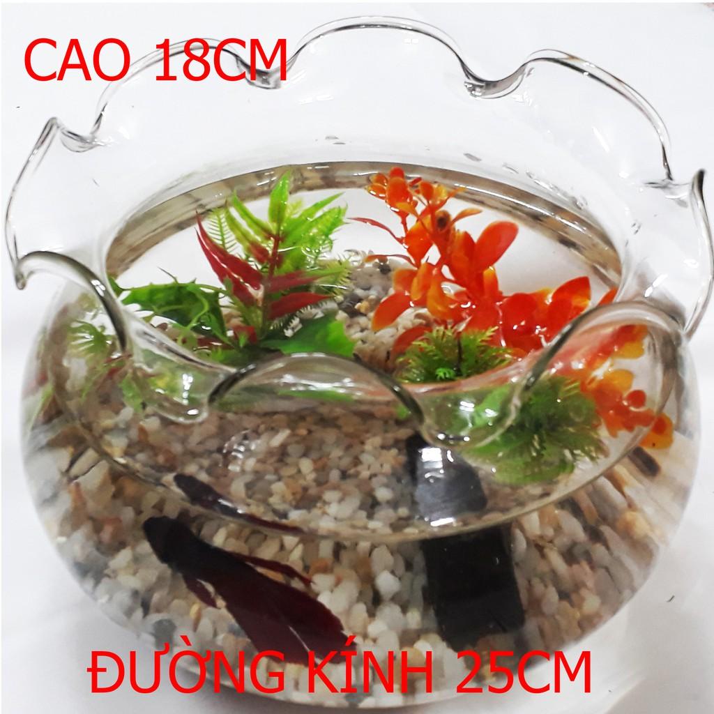 Bể Cá Lớn HB-1 25x25x18CM - Hồ Cá Để Bàn - Chậu Cá Thủy Tinh