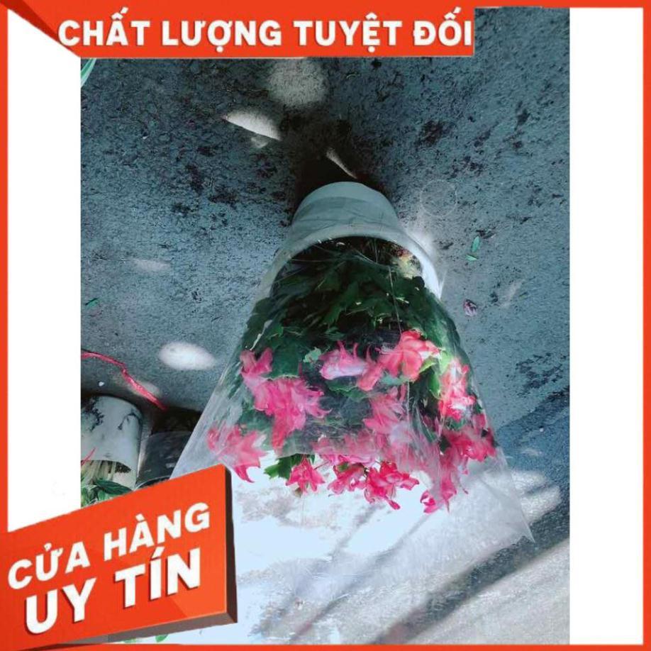 Hoa Quỳnh Size Đại Nhiều Người Mua