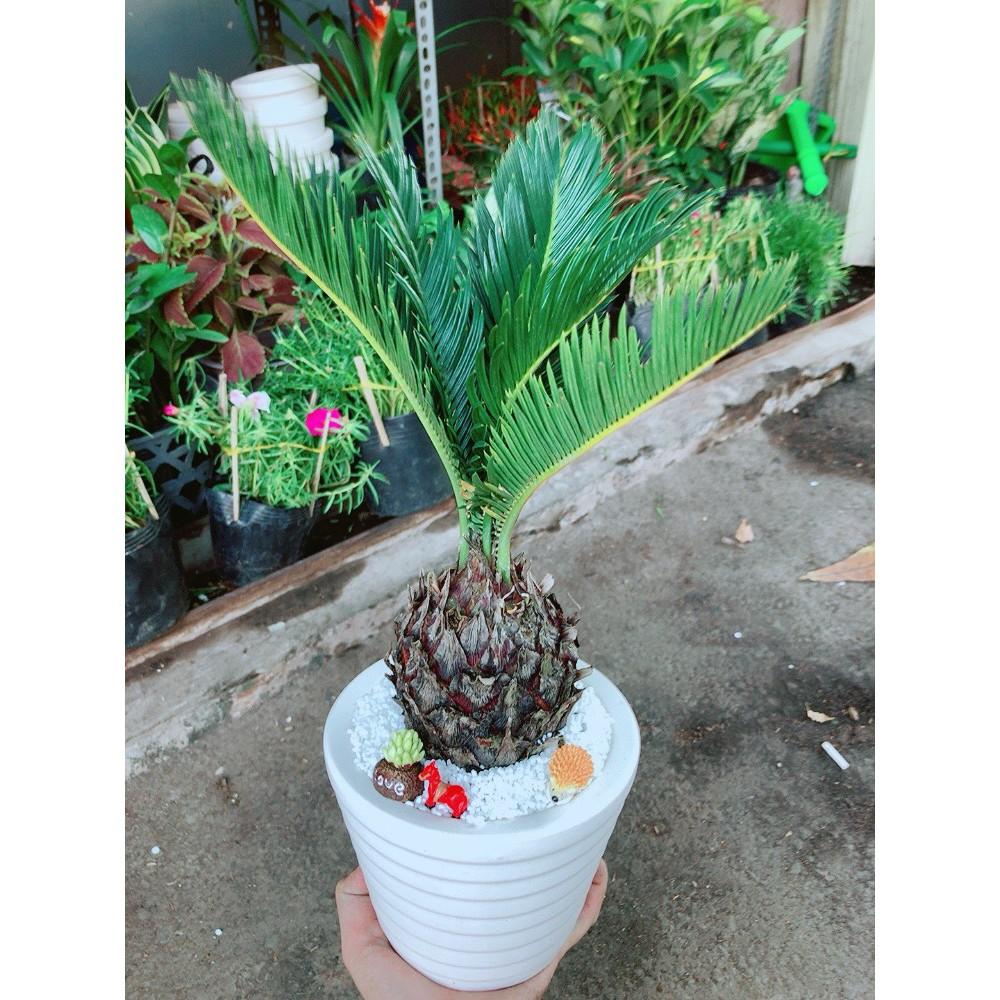 Chậu cây vạn tuế tiểu cảnh