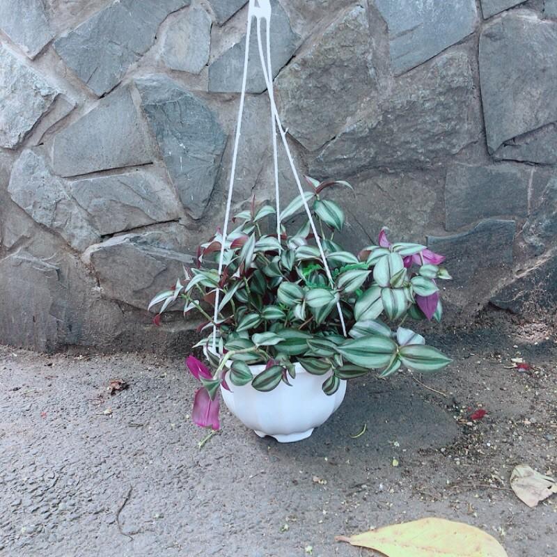 Chậu Cây Thài Lài